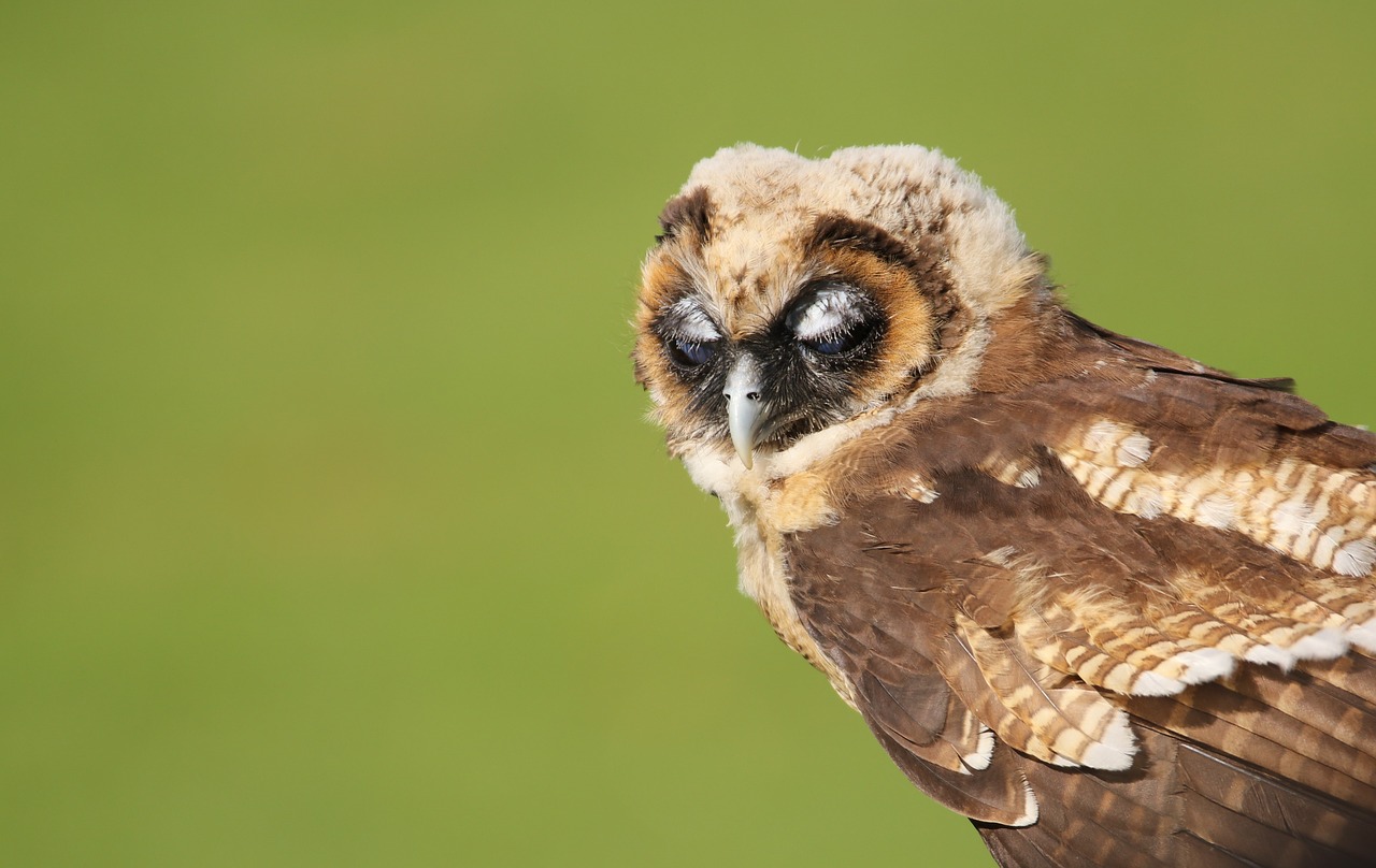 owl little brown owl juvenile owl free photo