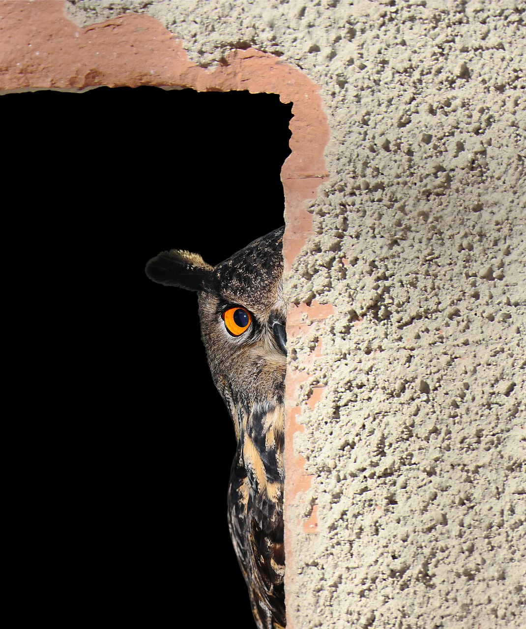 owl hiding peeking free photo