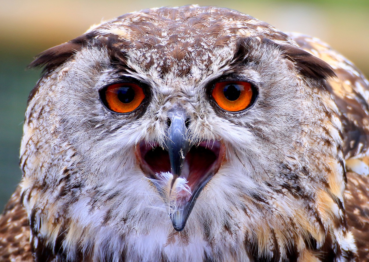 owl bill feather free photo