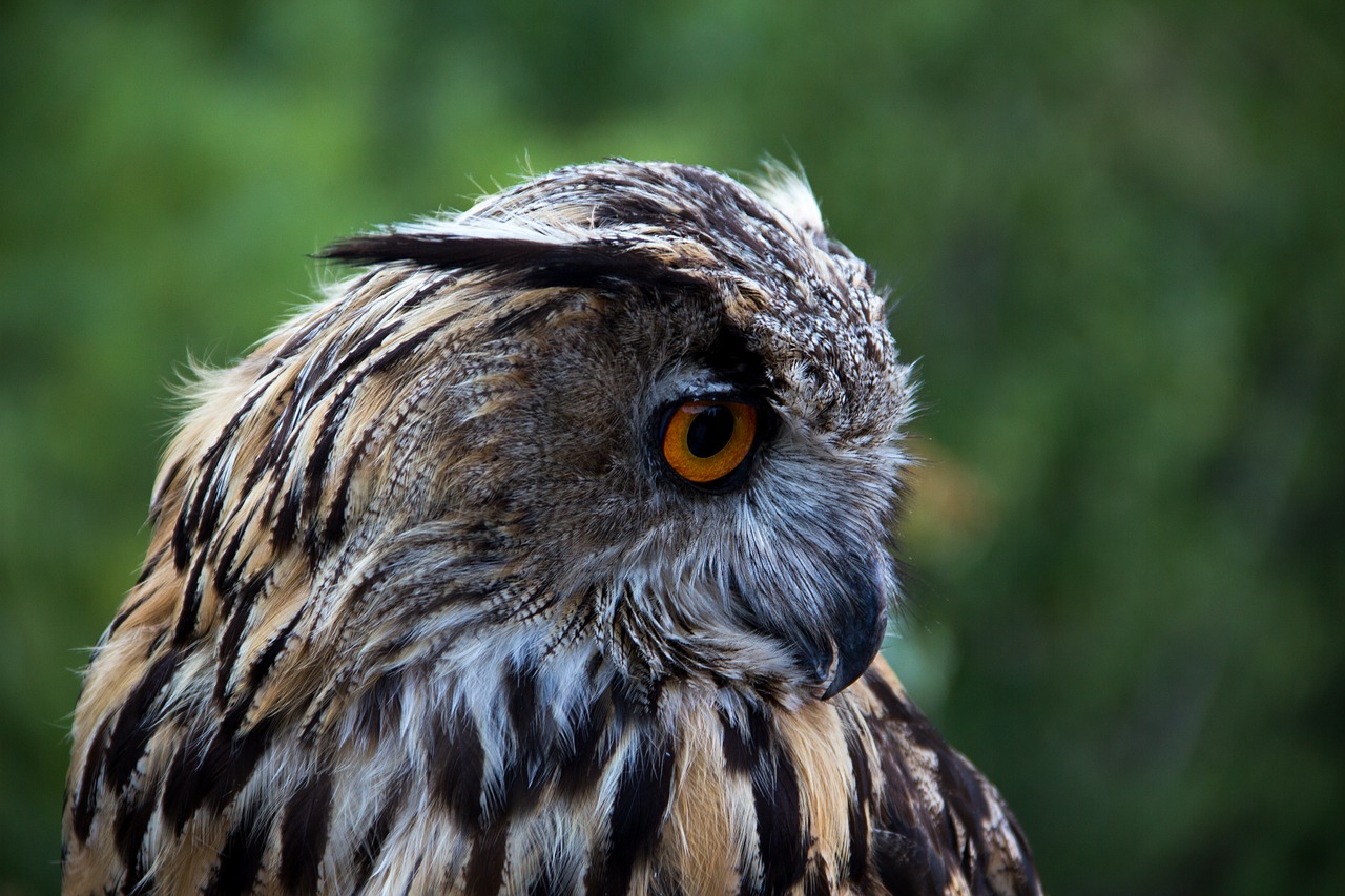 owl bird looking free photo