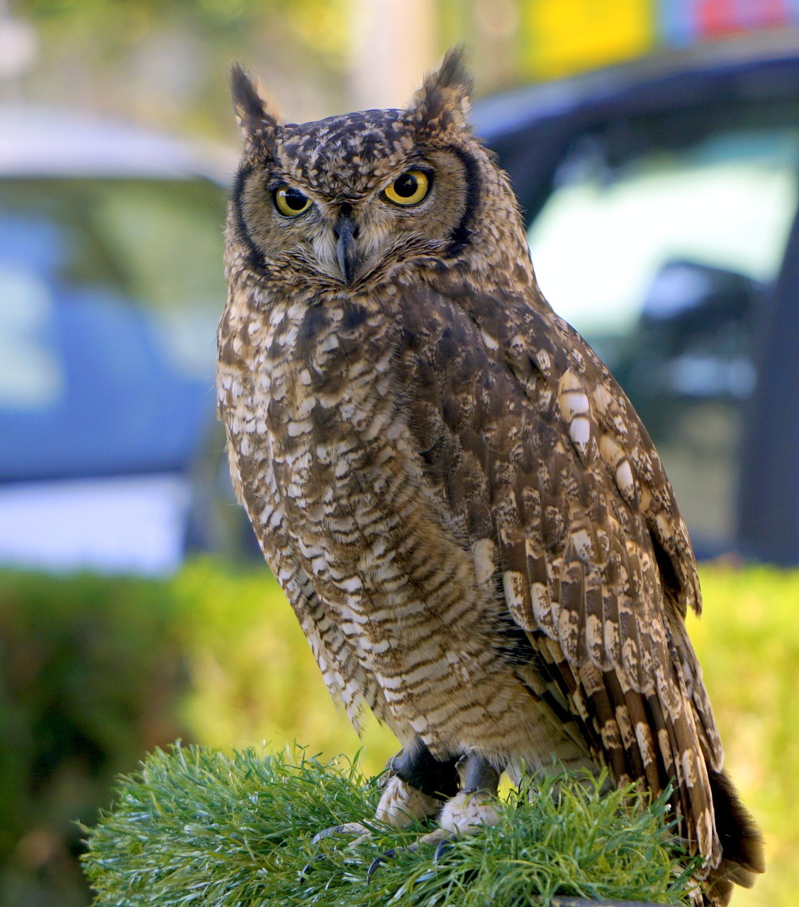 owl ave feathers free photo