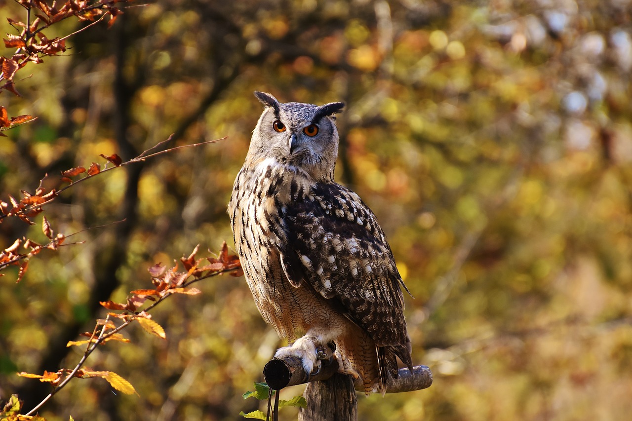 owl bird feather free photo