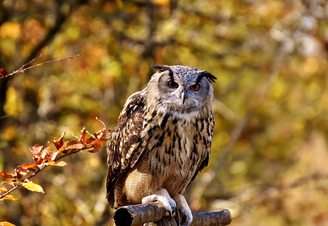 owl bird feather free photo