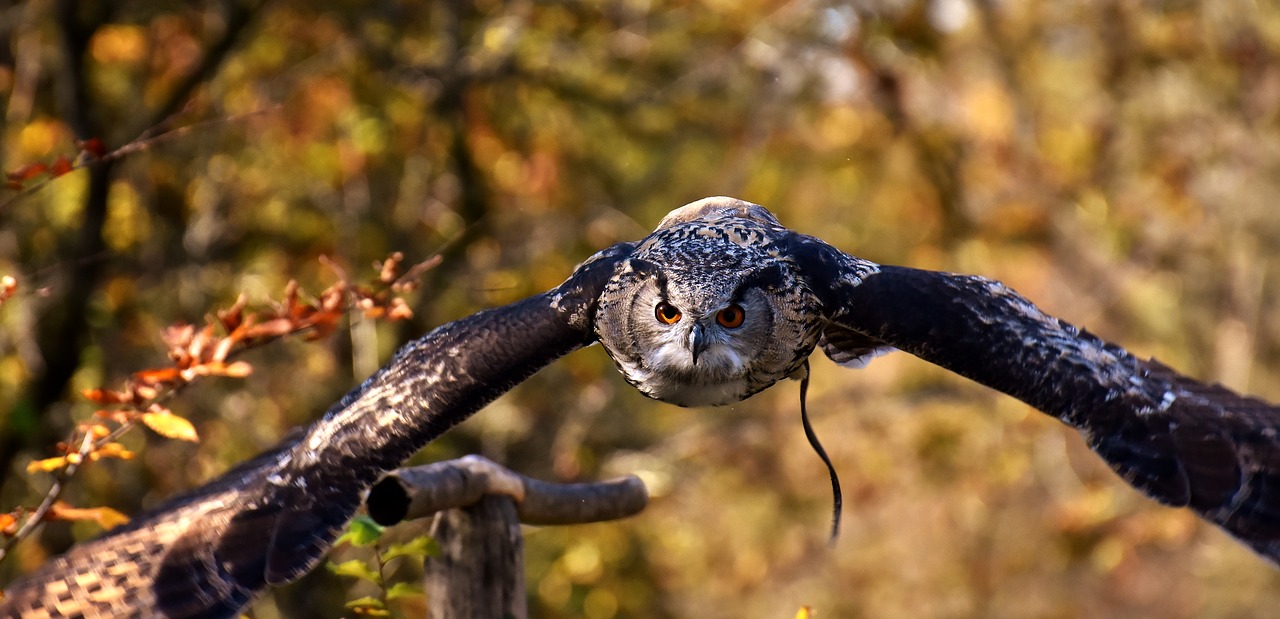 owl bird feather free photo