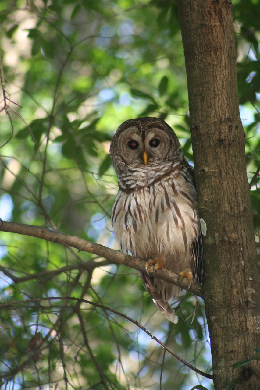 owl nature florida owl free photo