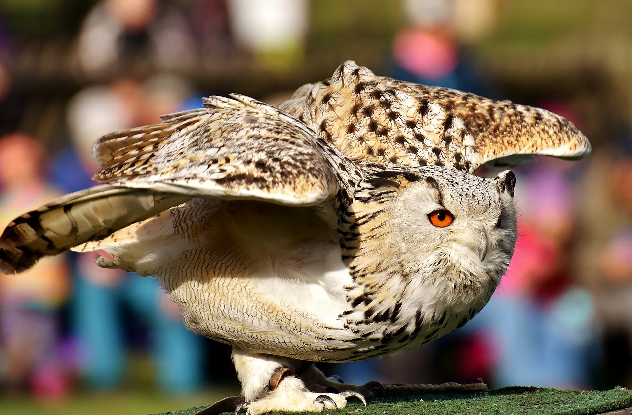 owl bird feather free photo