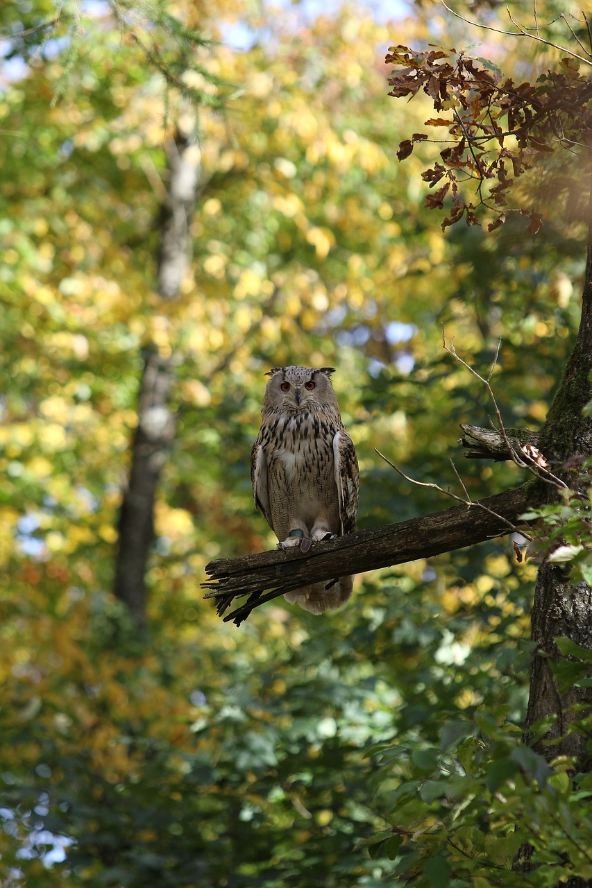 owl bird raptor free photo