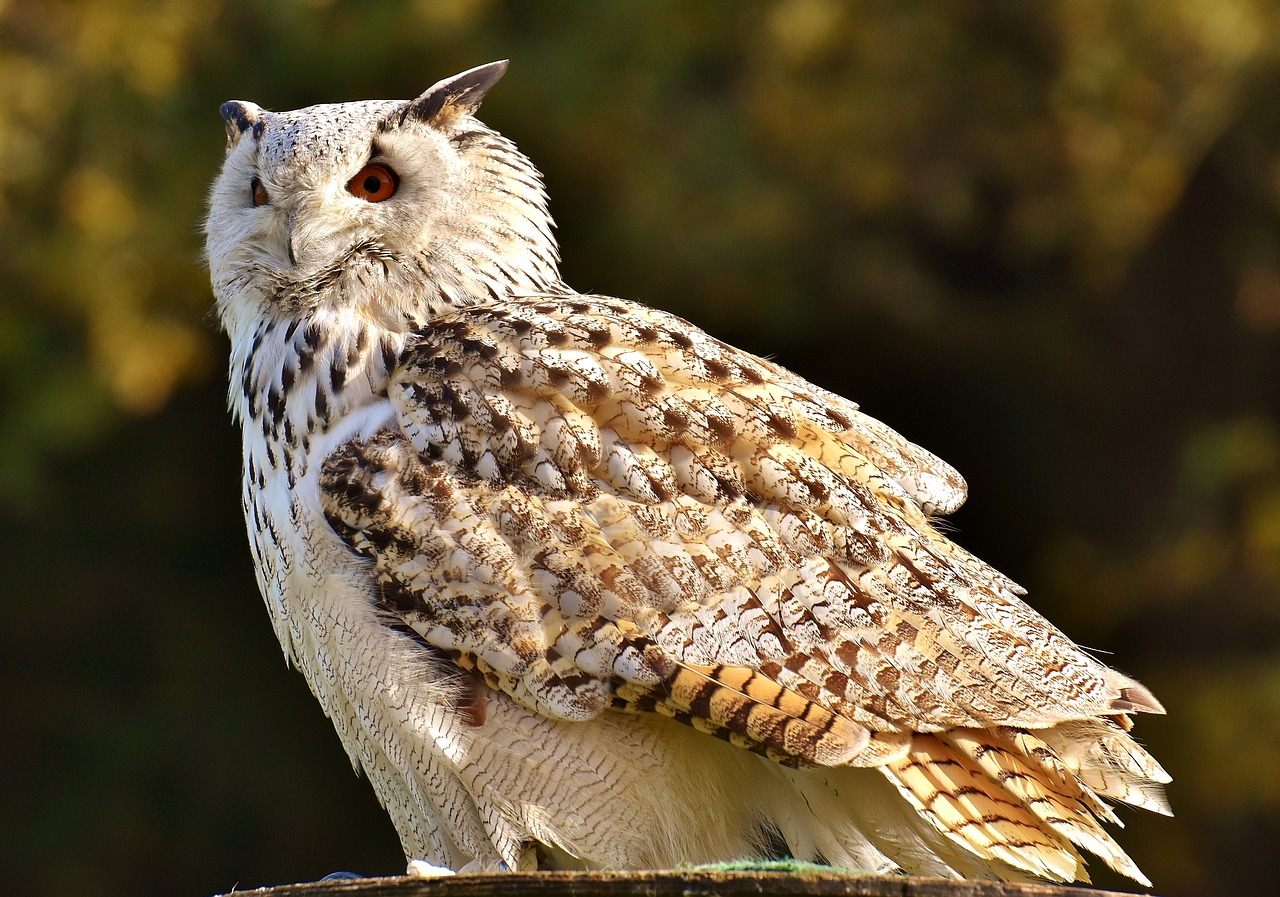 owl bird feather free photo