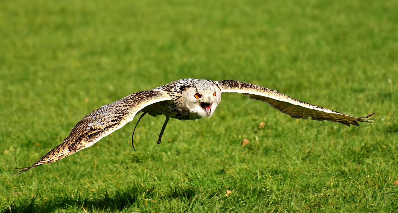 owl bird feather free photo