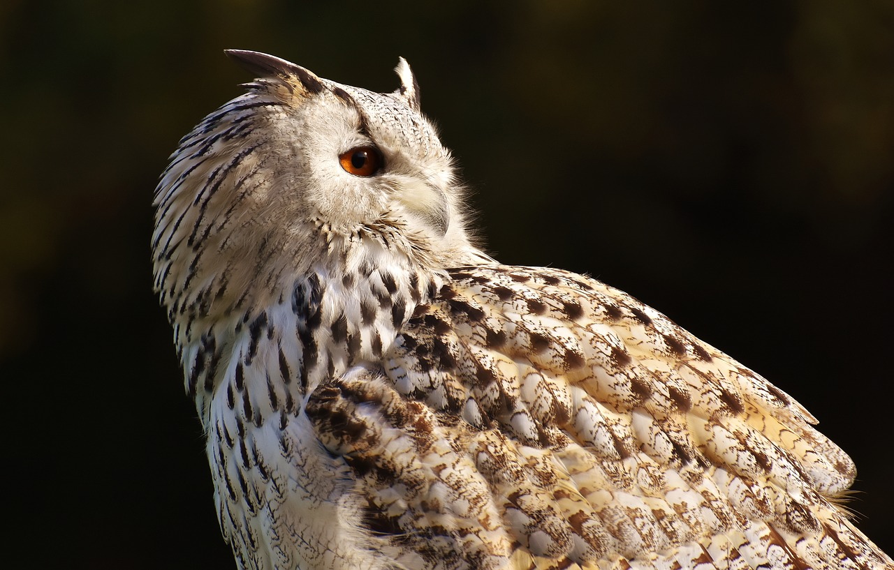 owl bird feather free photo