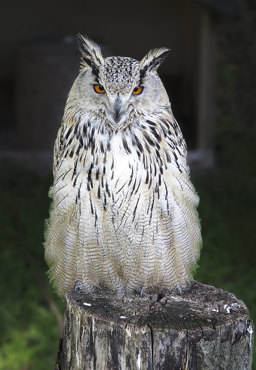 owl long eared owl raptor free photo