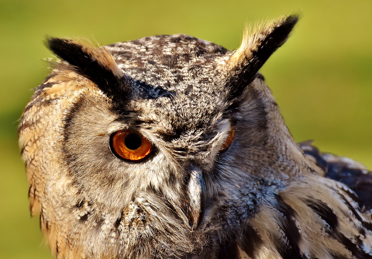 owl bird feather free photo