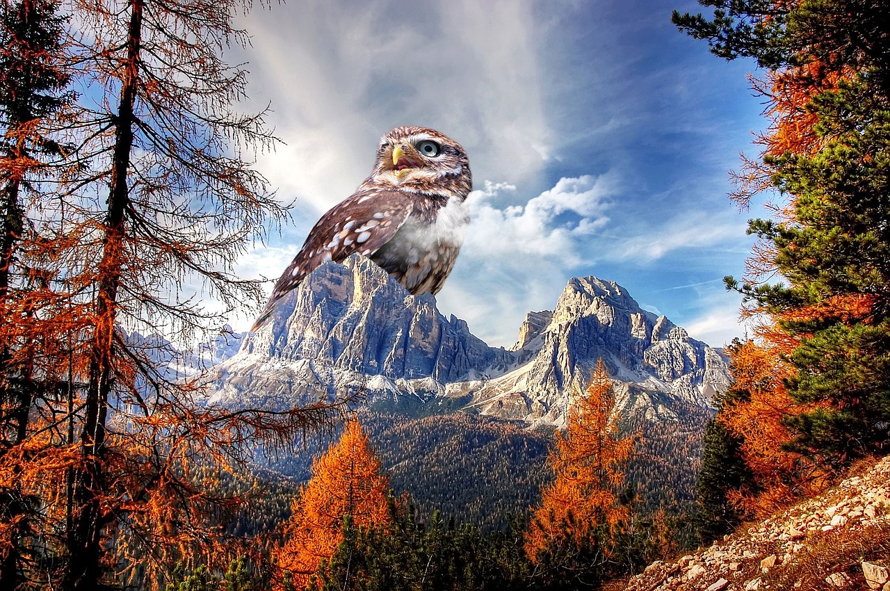 owl mountain bird free photo