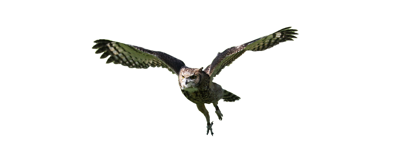 owl flying bird free photo