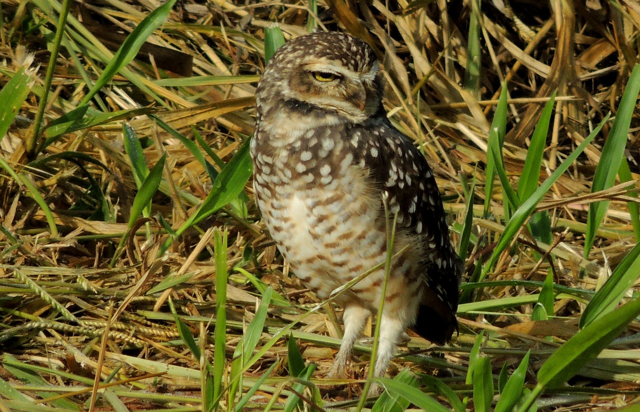 owl ground birds free photo