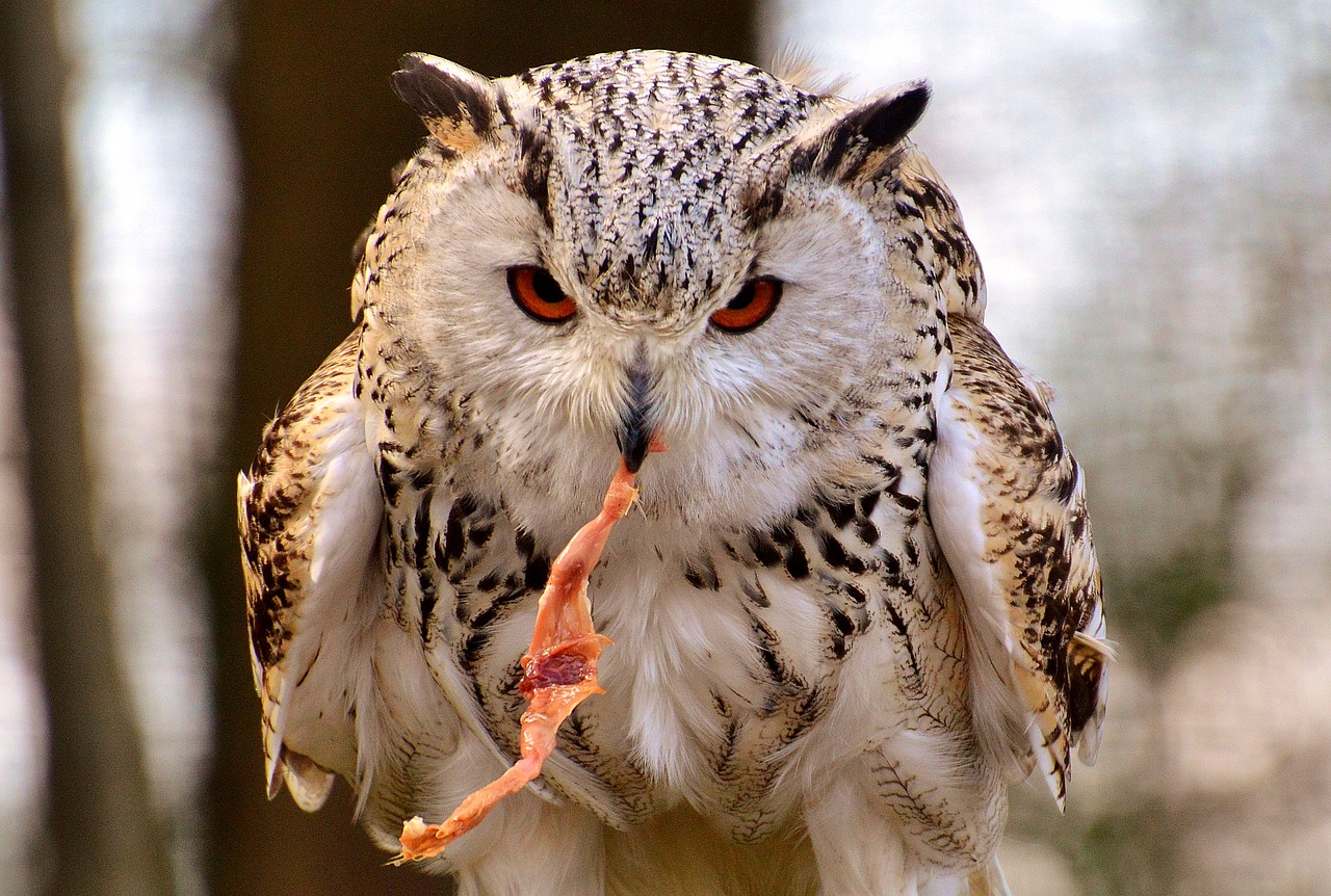 owl wildpark poing prey free photo