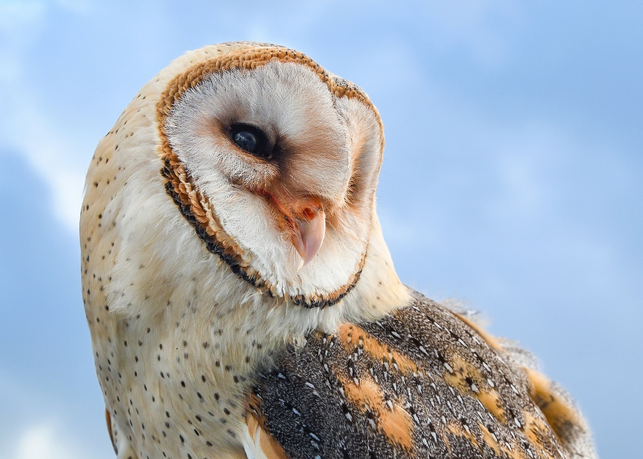 owl  bird  raptor free photo