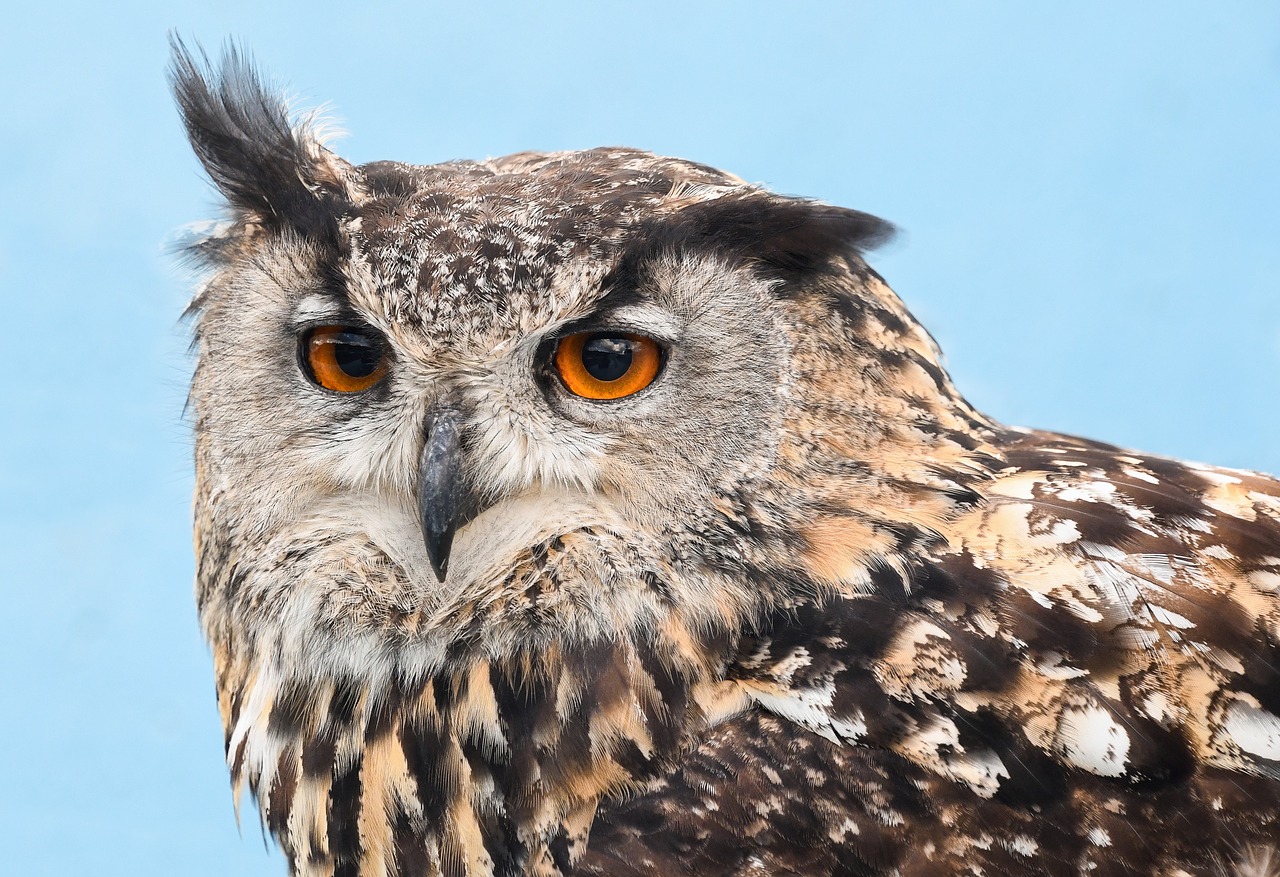 owl  grand duke  raptor free photo