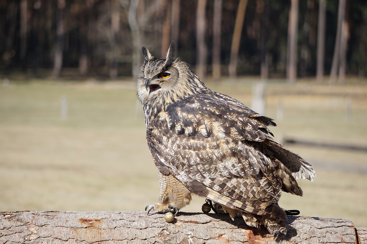 owl  eagle owl  nature free photo