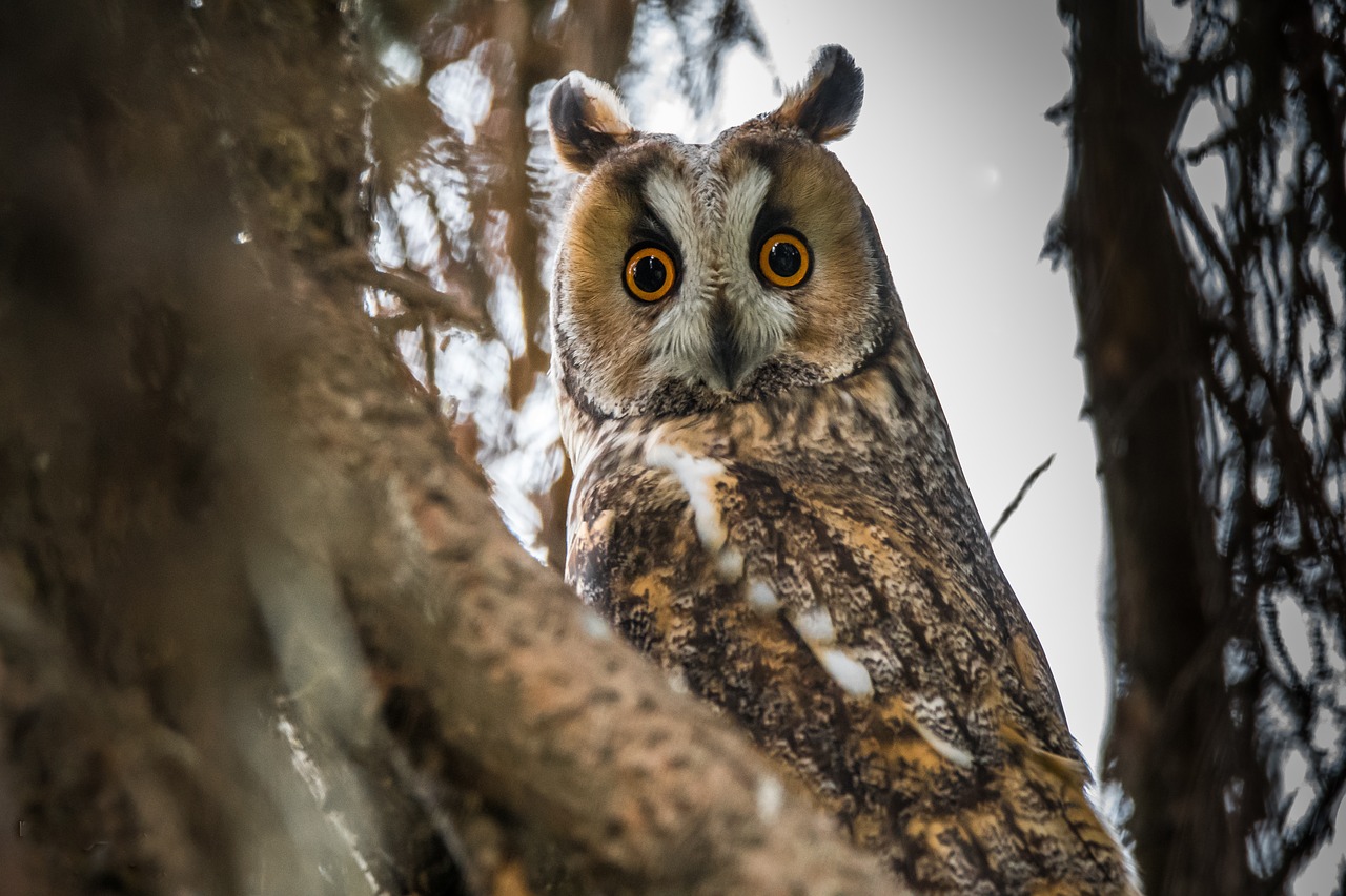 owl  long-eared owl  bird free photo