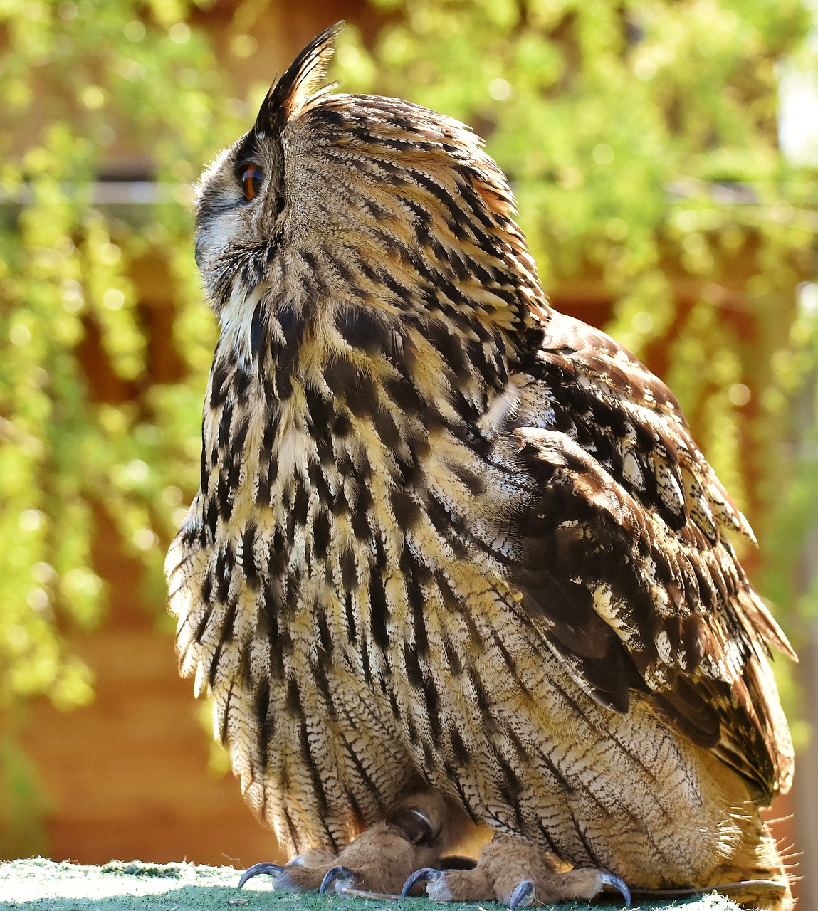 owl  bird  feather free photo