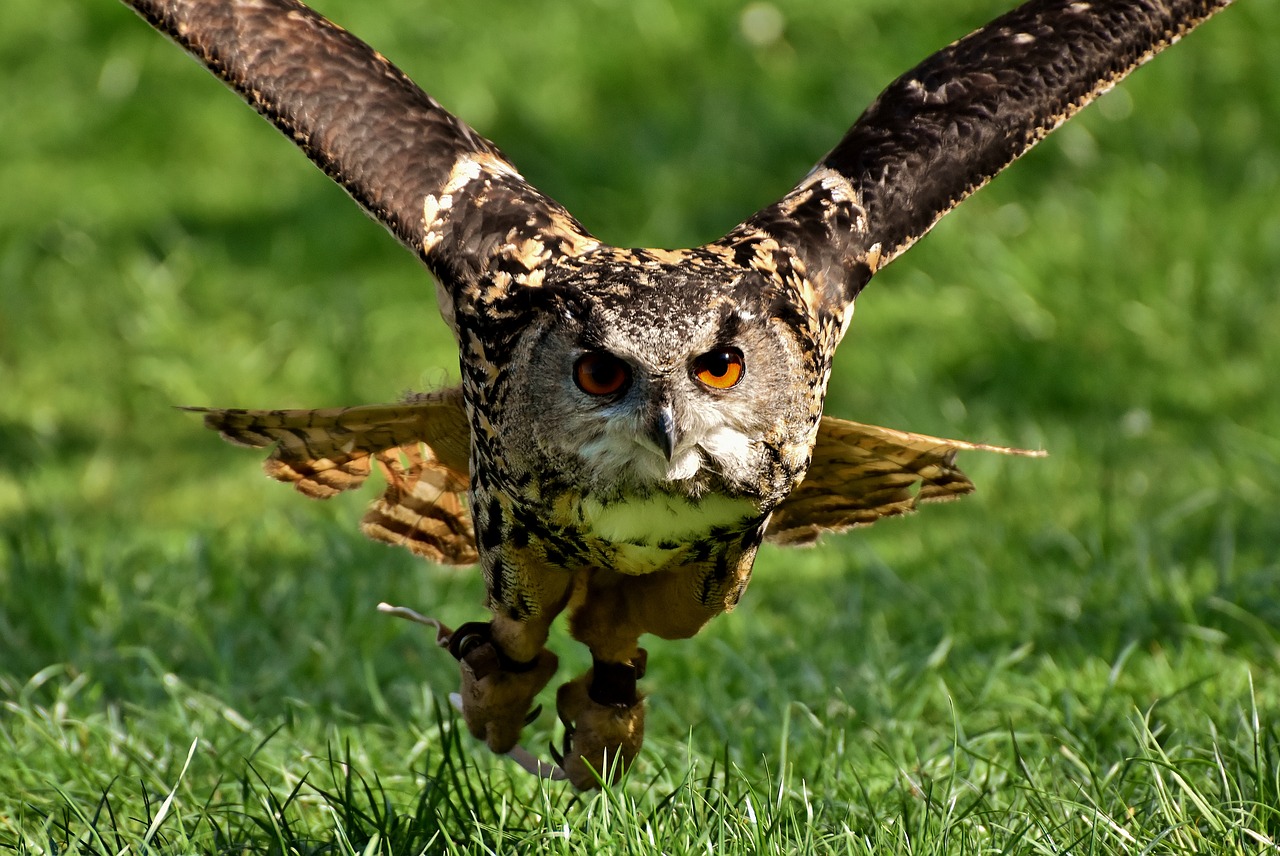 owl  bird  feather free photo