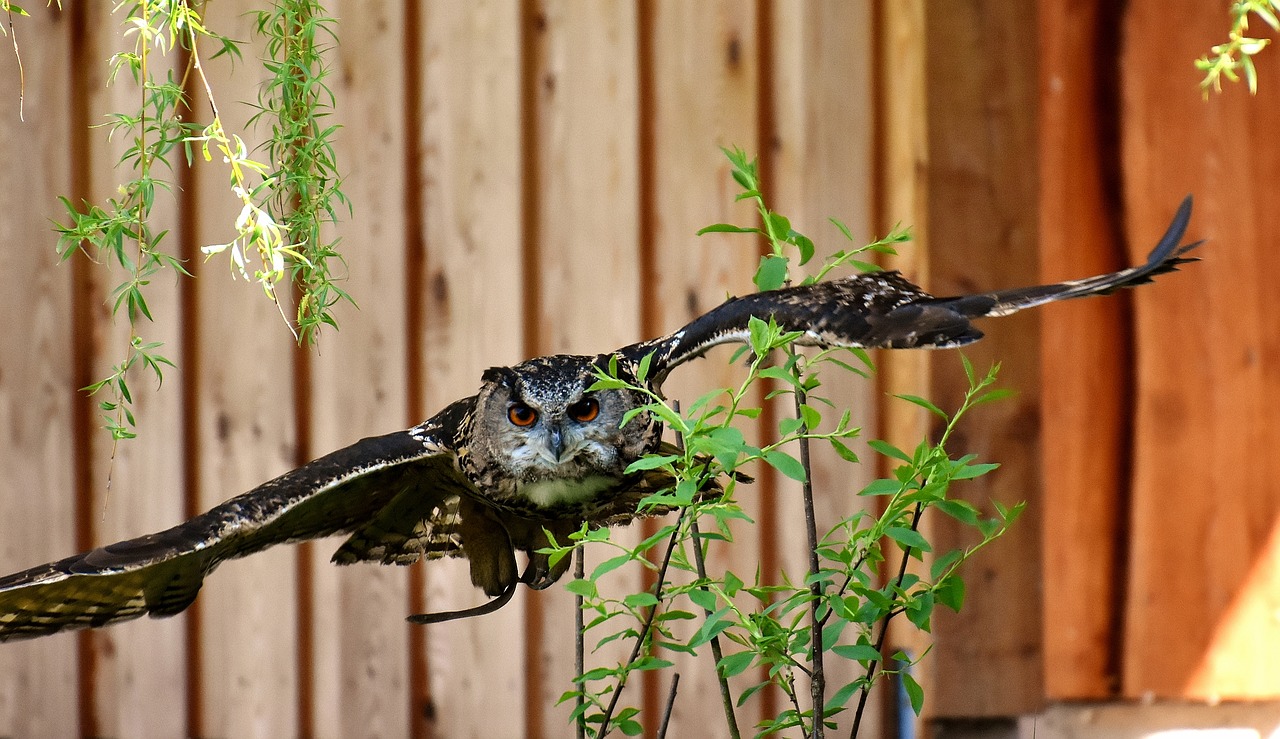 owl  bird  feather free photo