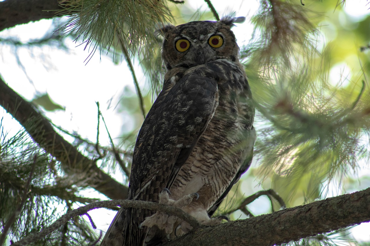 owl  nature  tree free photo