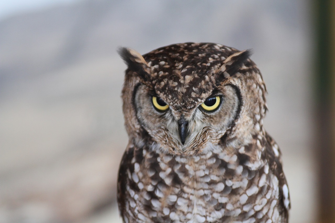owl  bird of prey  night free photo