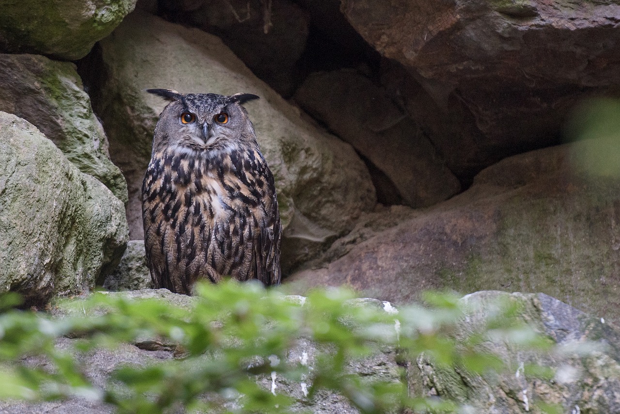 owl  forest  animal free photo