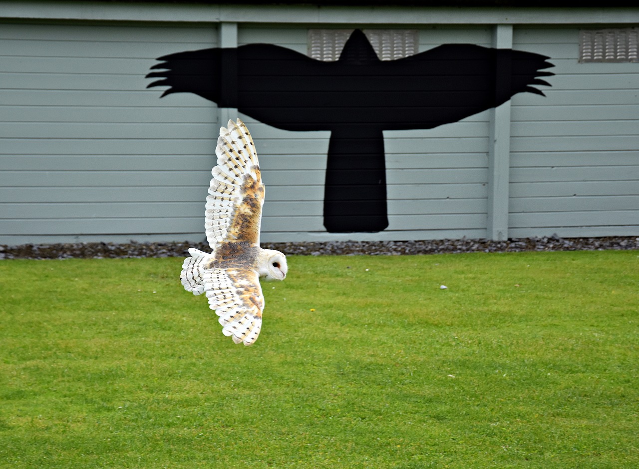 owl  birds of prey show  raptor free photo