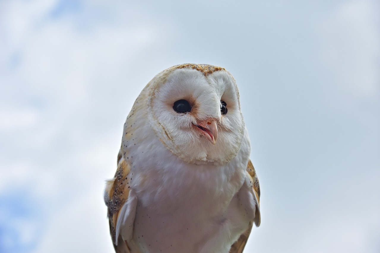 owl  raptor  bird free photo