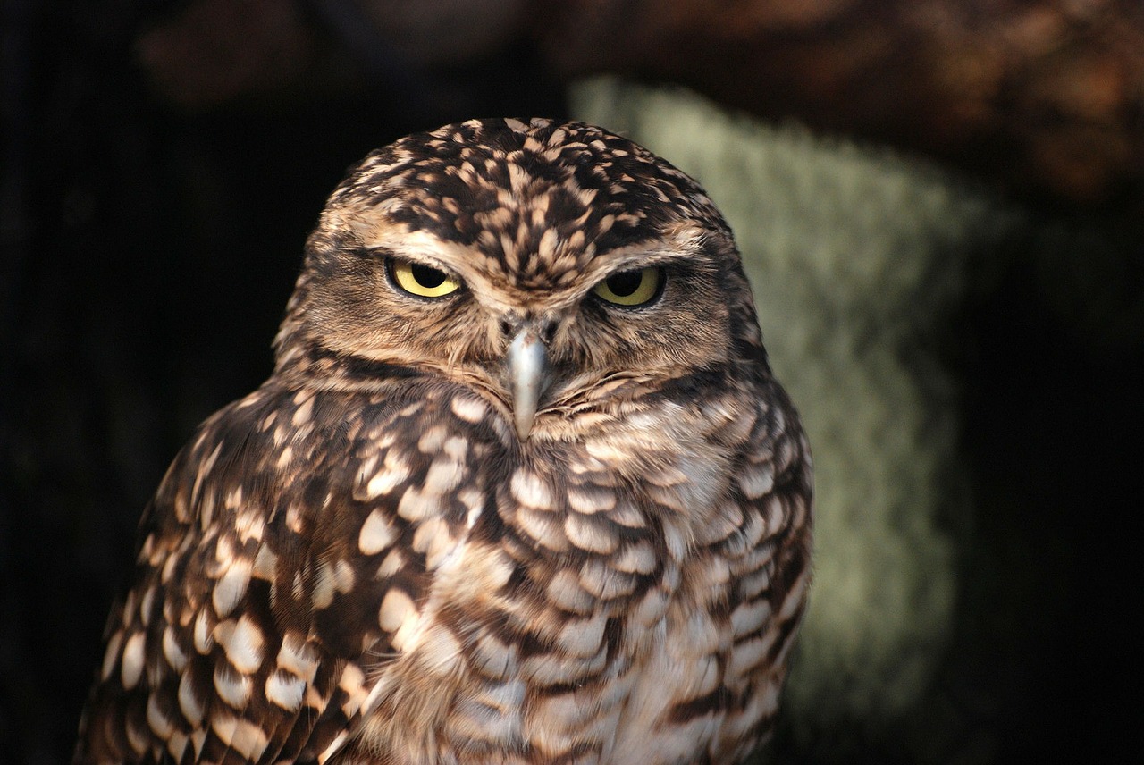 owl owlet nocturnal free photo