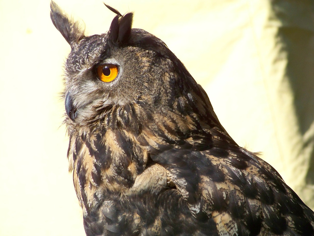 owl bird nocturnal free photo