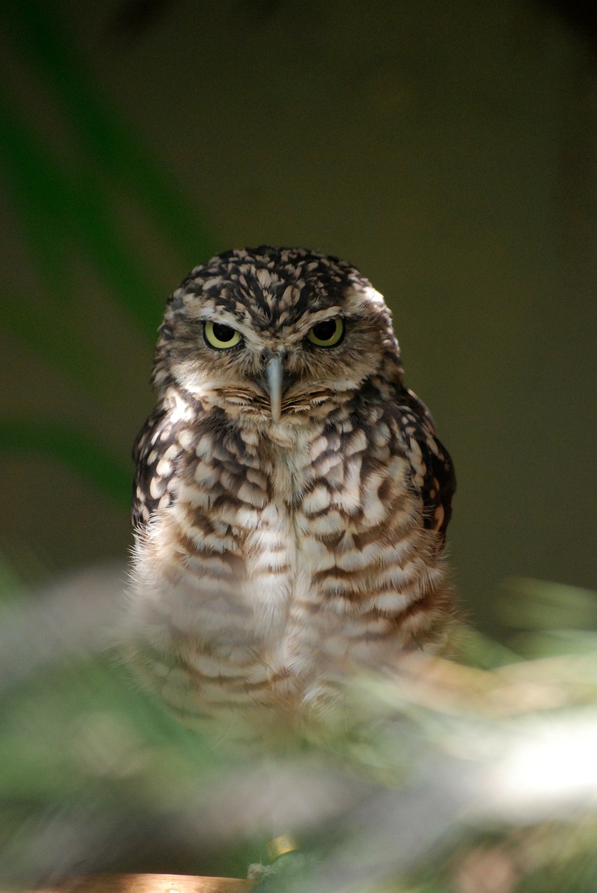 owl bird wildlife free photo