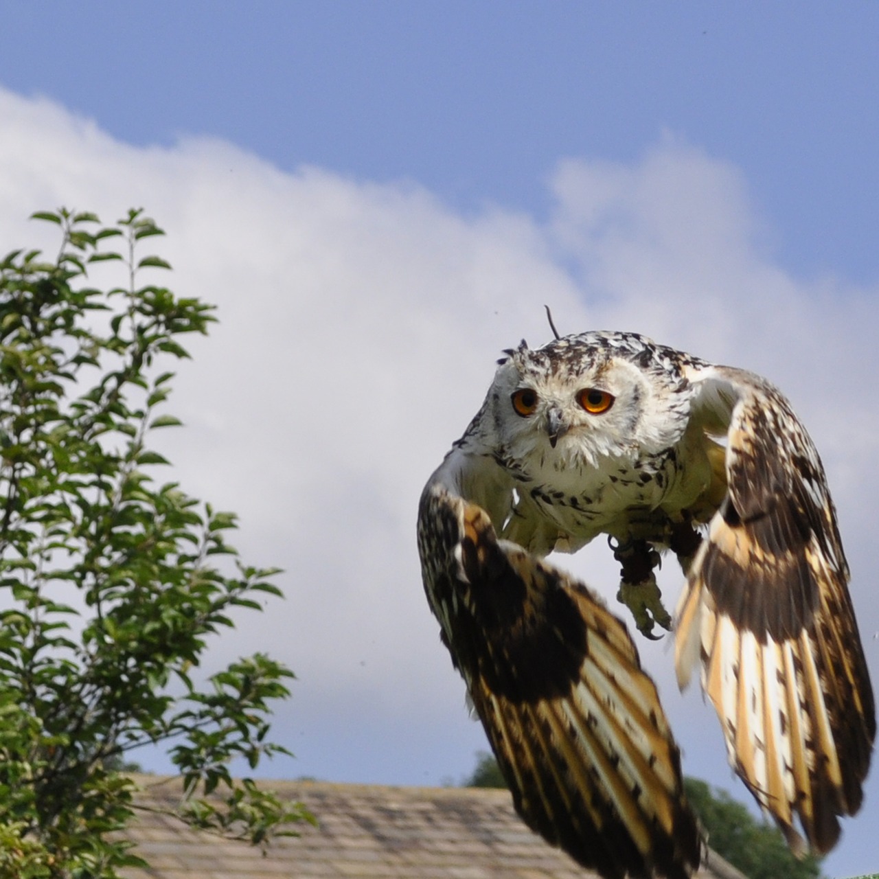 owl  bengal  flight free photo