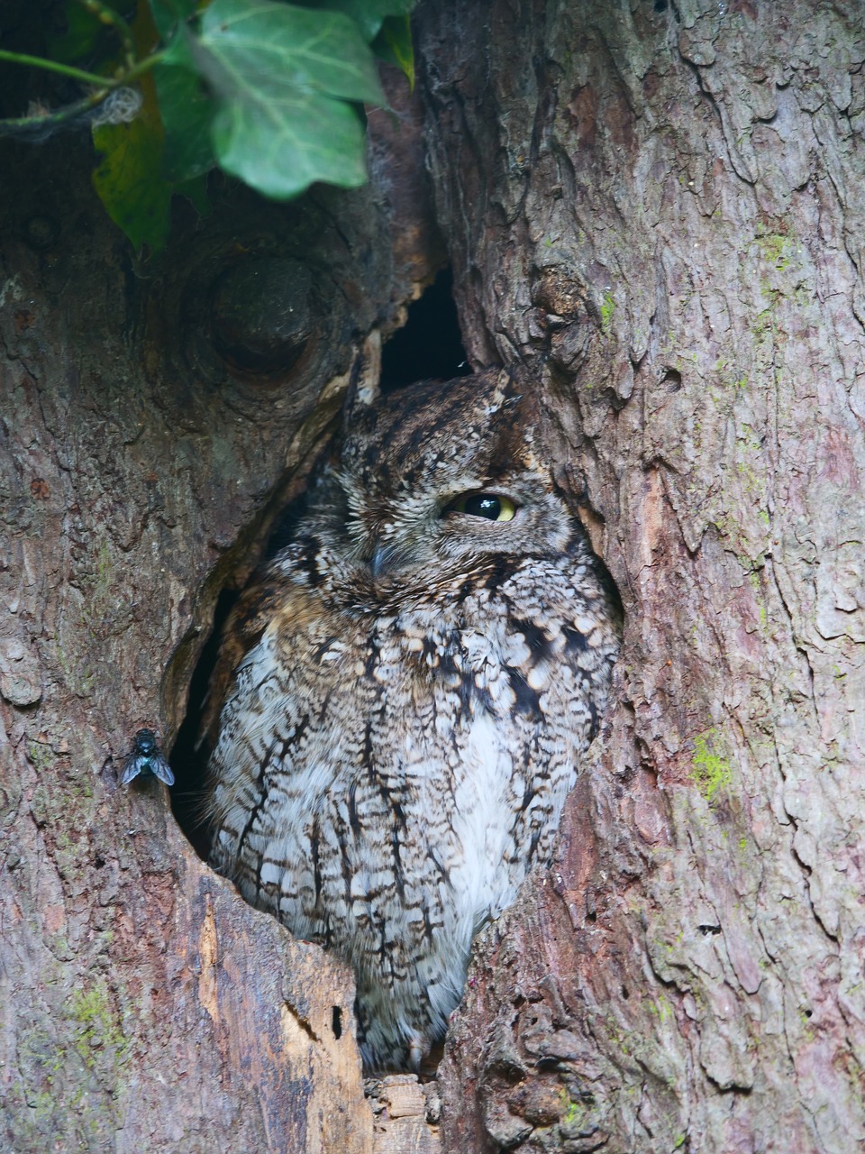 owl  owl in tree  camouflaged free photo