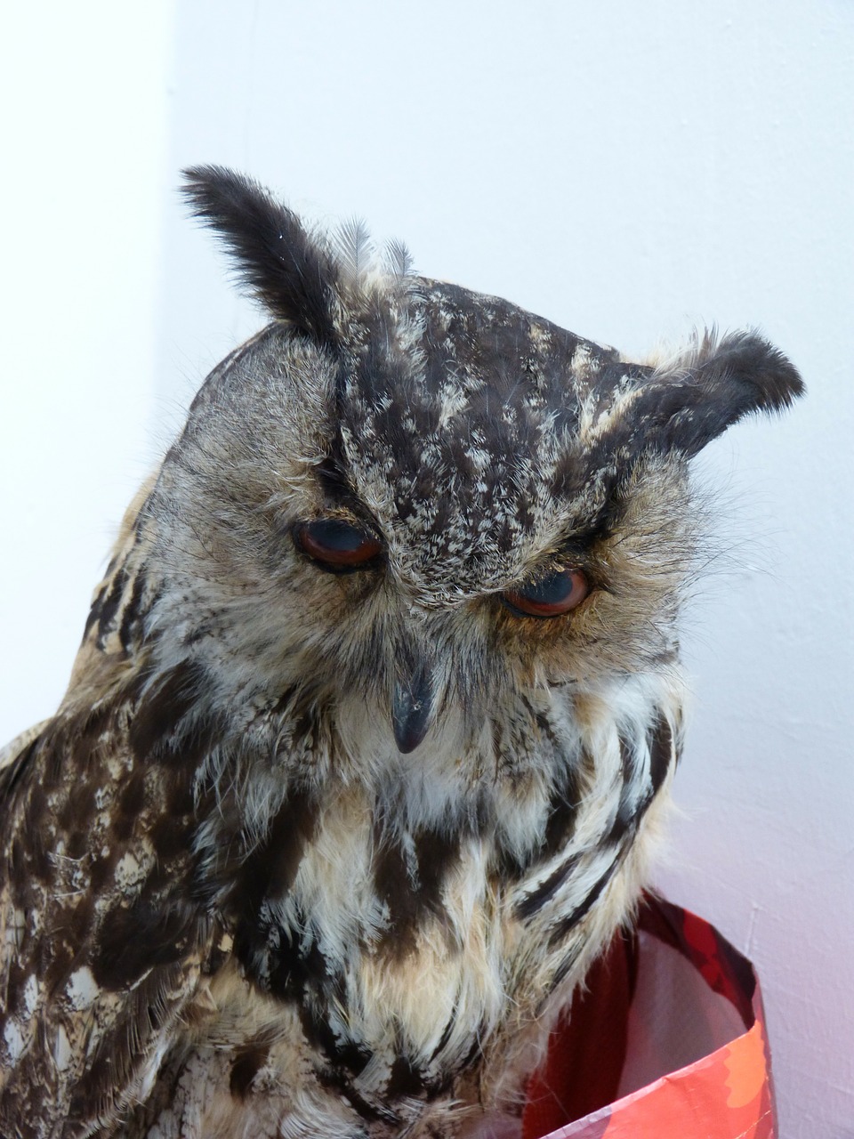 owl eagle owl bird free photo