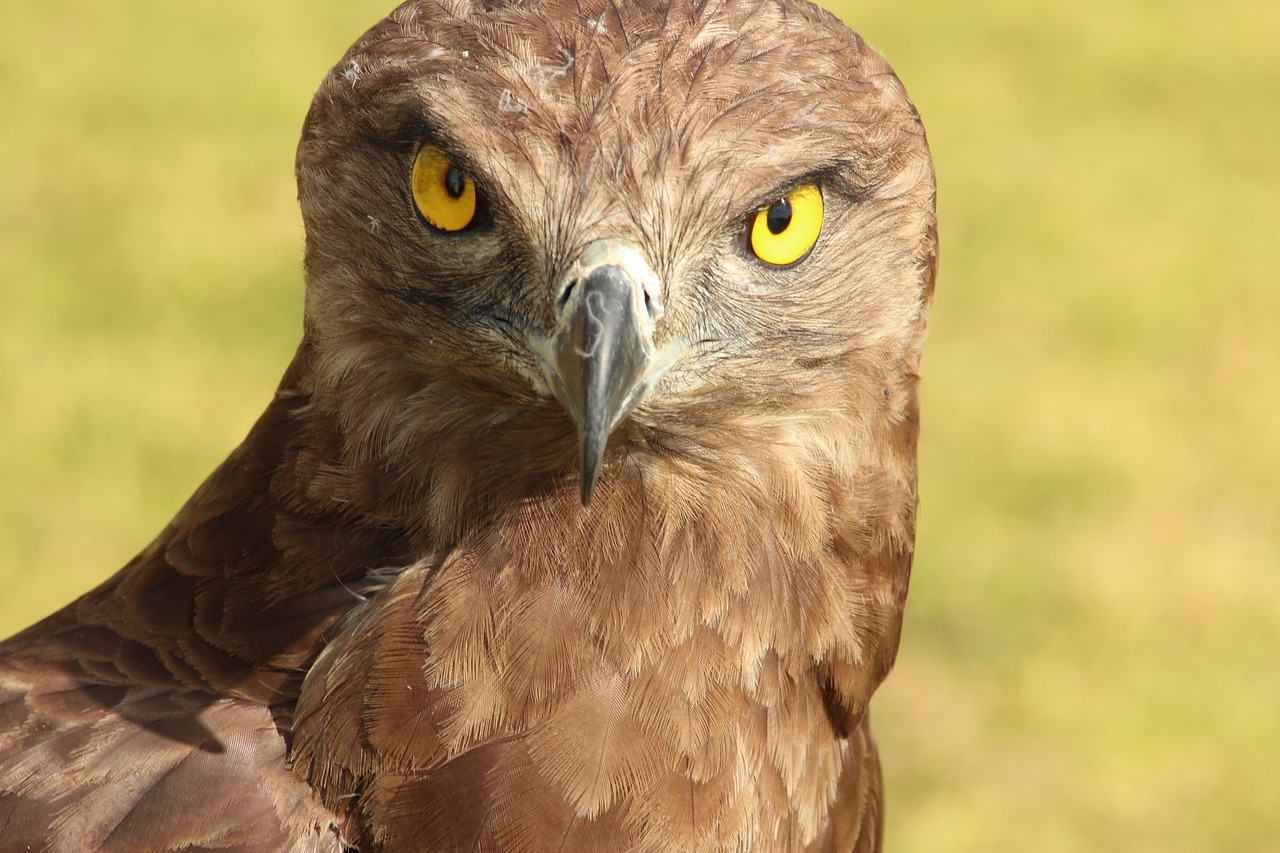 owl  bird  feather free photo