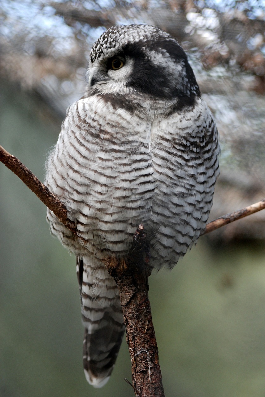 owl wildlife close-up free photo