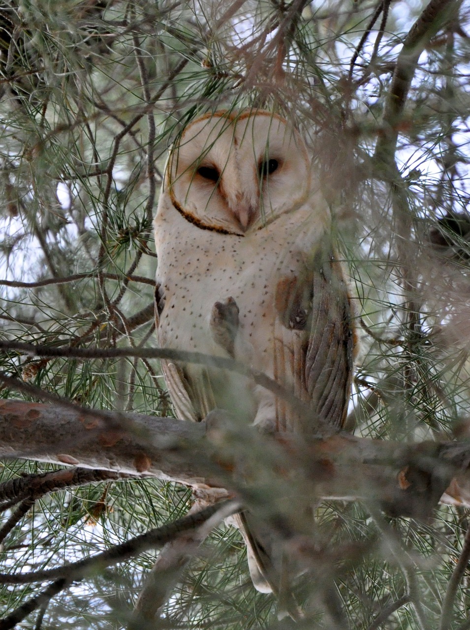 owl  nature  bird free photo