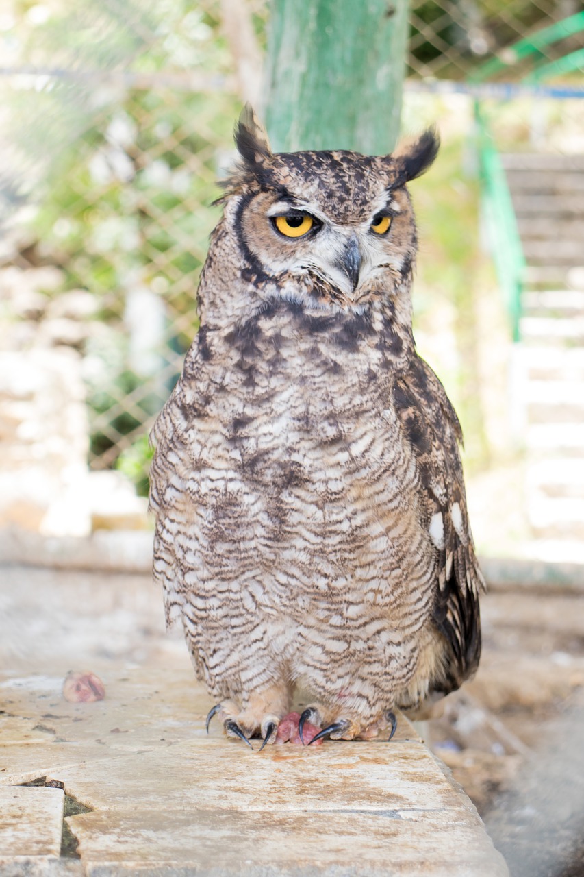 owl  animal  naturalesa free photo