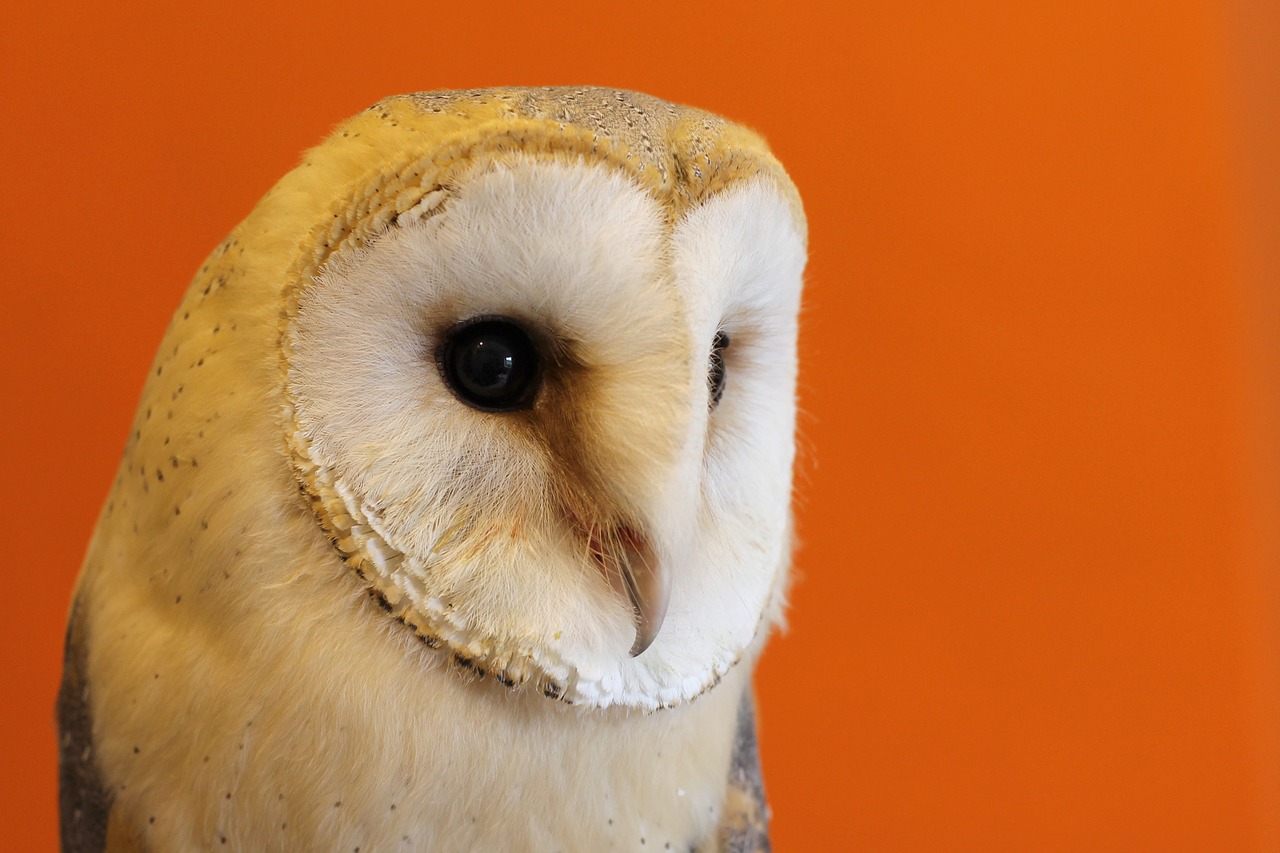 owl  barn owl  nocturnal free photo