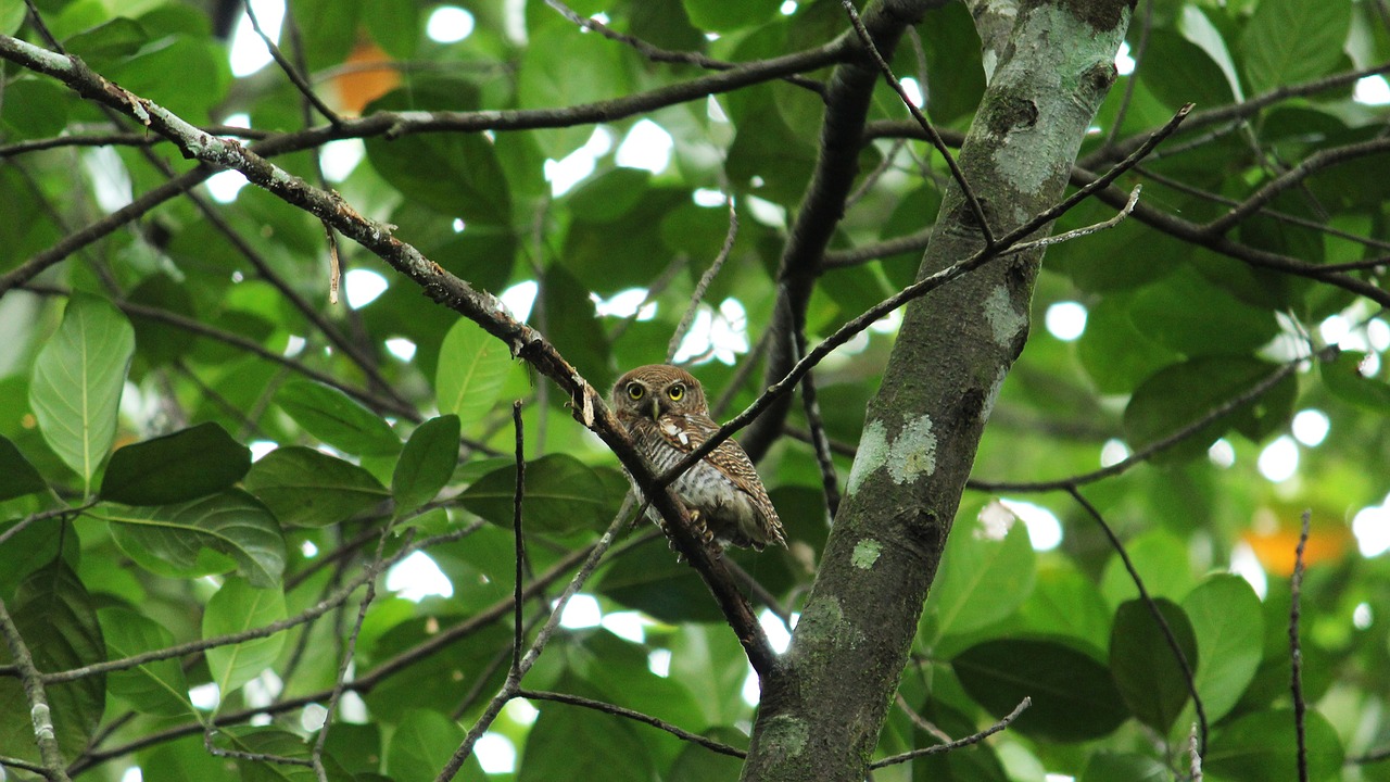 owl  spotted  forest free photo