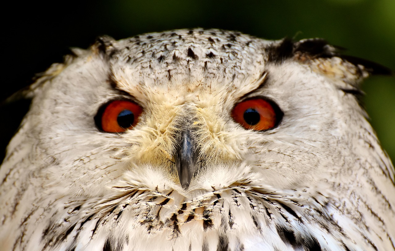 owl  bird  feather free photo