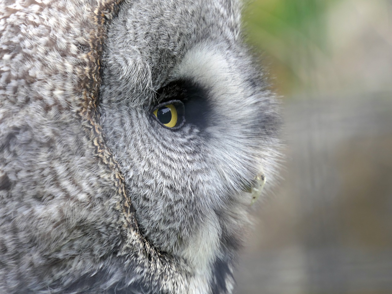 owl  eye  close up free photo