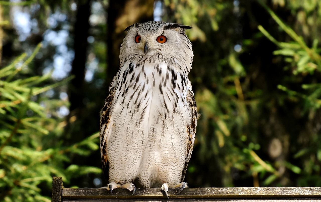 owl  bird  feather free photo