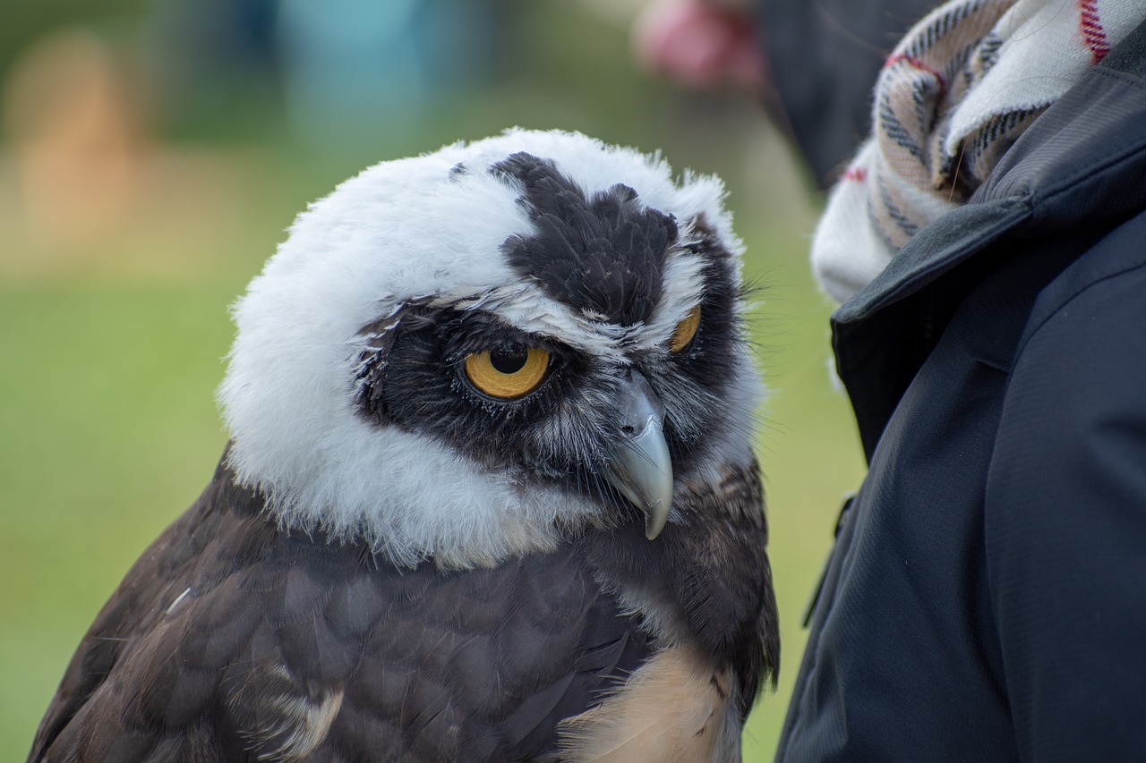 owl  raptor  bird free photo