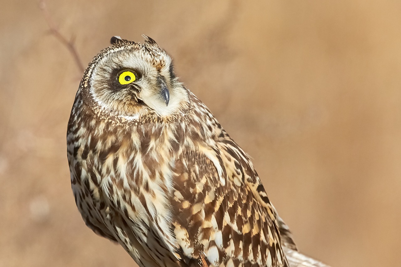 owl  short eared owl  bird free photo