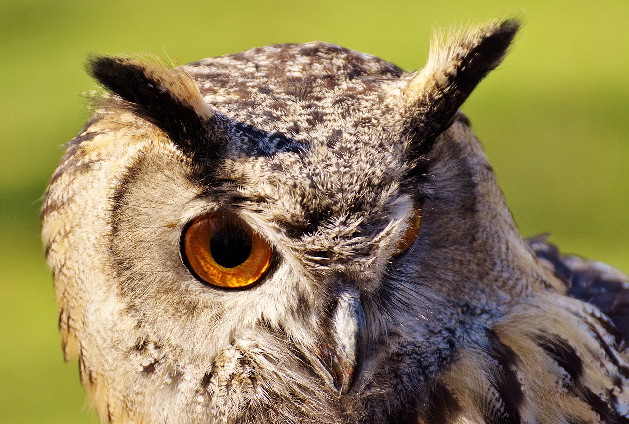 owl  bird  feather free photo